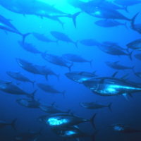 Buttigieg Wrong About Climate Change’s Effect on Oceans