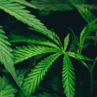 Viral Claim Blurs Marijuana, Gun Policies